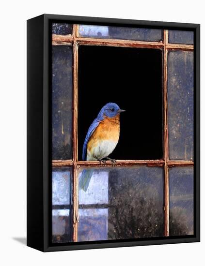 Bluebird Window-Chris Vest-Framed Stretched Canvas