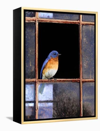 Bluebird Window-Chris Vest-Framed Stretched Canvas