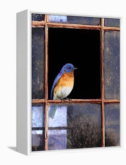 Bluebird Window-Chris Vest-Framed Stretched Canvas