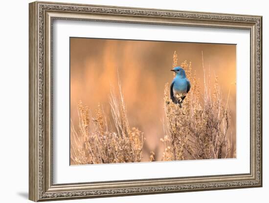 Bluebird-Jason Savage-Framed Giclee Print