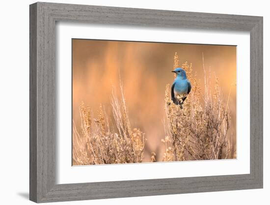 Bluebird-Jason Savage-Framed Giclee Print