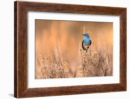 Bluebird-Jason Savage-Framed Giclee Print