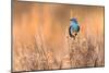 Bluebird-Jason Savage-Mounted Giclee Print