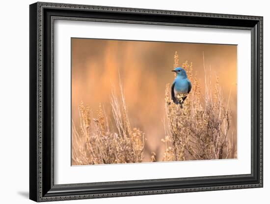 Bluebird-Jason Savage-Framed Giclee Print