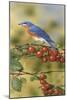 Bluebird-William Vanderdasson-Mounted Giclee Print