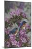 Bluebirds and Spring Blossoms-Jeffrey Hoff-Mounted Photographic Print