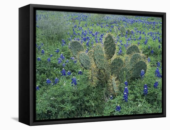 Bluebonnet and Texas Prickly Pear Cactus, New Braunfels, Texas, USA-Rolf Nussbaumer-Framed Premier Image Canvas