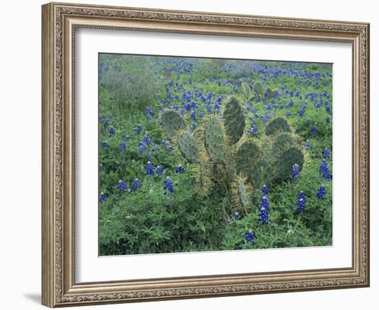 Bluebonnet and Texas Prickly Pear Cactus, New Braunfels, Texas, USA-Rolf Nussbaumer-Framed Photographic Print