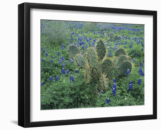 Bluebonnet and Texas Prickly Pear Cactus, New Braunfels, Texas, USA-Rolf Nussbaumer-Framed Photographic Print