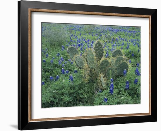 Bluebonnet and Texas Prickly Pear Cactus, New Braunfels, Texas, USA-Rolf Nussbaumer-Framed Photographic Print