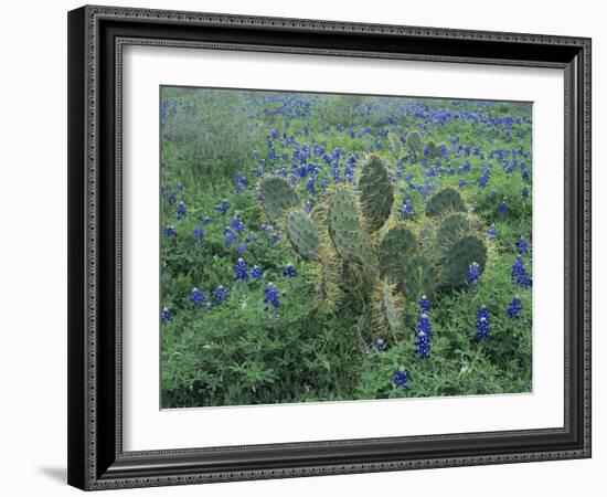 Bluebonnet and Texas Prickly Pear Cactus, New Braunfels, Texas, USA-Rolf Nussbaumer-Framed Photographic Print