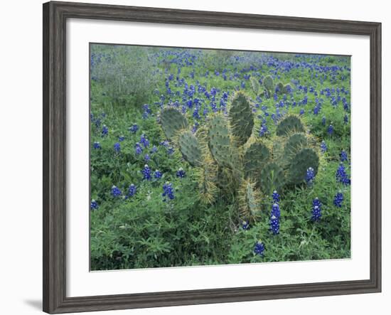 Bluebonnet and Texas Prickly Pear Cactus, New Braunfels, Texas, USA-Rolf Nussbaumer-Framed Photographic Print