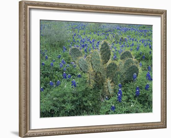 Bluebonnet and Texas Prickly Pear Cactus, New Braunfels, Texas, USA-Rolf Nussbaumer-Framed Photographic Print