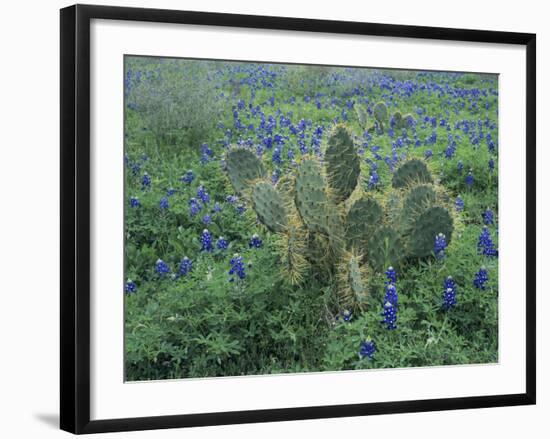 Bluebonnet and Texas Prickly Pear Cactus, New Braunfels, Texas, USA-Rolf Nussbaumer-Framed Photographic Print