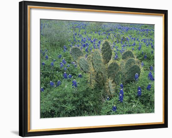 Bluebonnet and Texas Prickly Pear Cactus, New Braunfels, Texas, USA-Rolf Nussbaumer-Framed Photographic Print