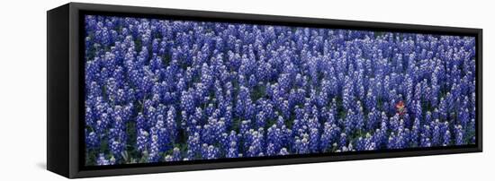 Bluebonnet Flowers in a Field, Hill County, Texas, USA-null-Framed Premier Image Canvas