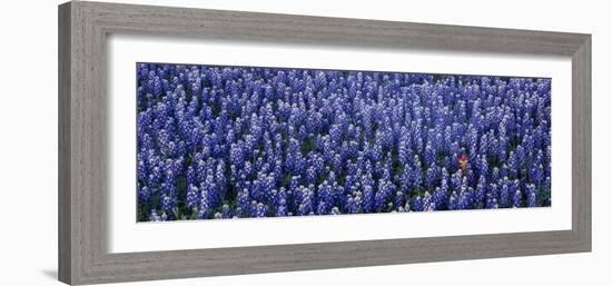 Bluebonnet Flowers in a Field, Hill County, Texas, USA-null-Framed Photographic Print