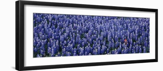 Bluebonnet Flowers in a Field, Hill County, Texas, USA-null-Framed Photographic Print