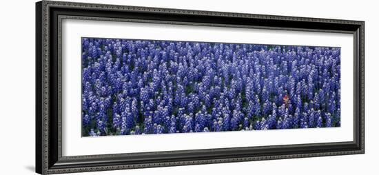 Bluebonnet Flowers in a Field, Hill County, Texas, USA-null-Framed Photographic Print