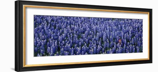 Bluebonnet Flowers in a Field, Hill County, Texas, USA-null-Framed Photographic Print