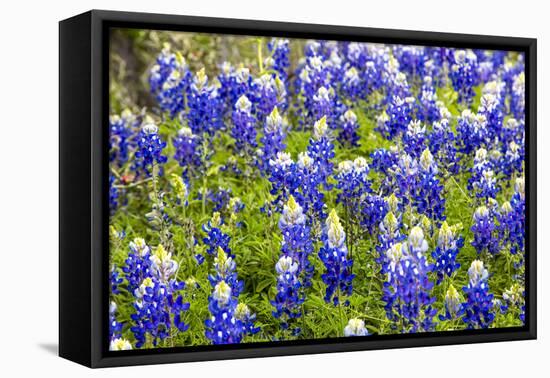 Bluebonnet Wildflowers Near Willow City, Texas, USA-Chuck Haney-Framed Premier Image Canvas