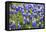 Bluebonnet Wildflowers Near Willow City, Texas, USA-Chuck Haney-Framed Premier Image Canvas