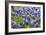 Bluebonnet Wildflowers Near Willow City, Texas, USA-Chuck Haney-Framed Photographic Print