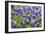 Bluebonnet Wildflowers Near Willow City, Texas, USA-Chuck Haney-Framed Photographic Print