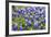 Bluebonnet Wildflowers Near Willow City, Texas, USA-Chuck Haney-Framed Photographic Print