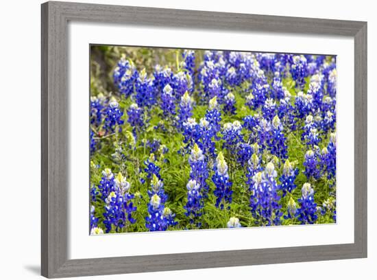 Bluebonnet Wildflowers Near Willow City, Texas, USA-Chuck Haney-Framed Photographic Print