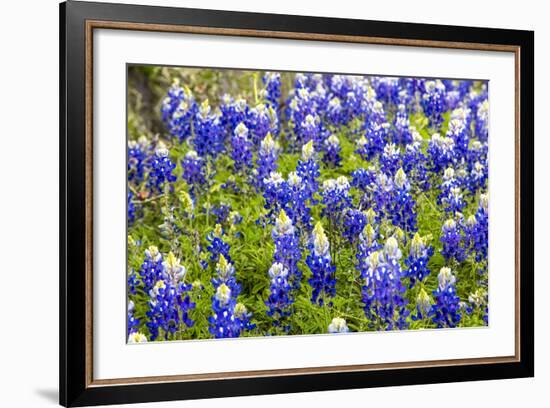 Bluebonnet Wildflowers Near Willow City, Texas, USA-Chuck Haney-Framed Photographic Print