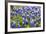 Bluebonnet Wildflowers Near Willow City, Texas, USA-Chuck Haney-Framed Photographic Print