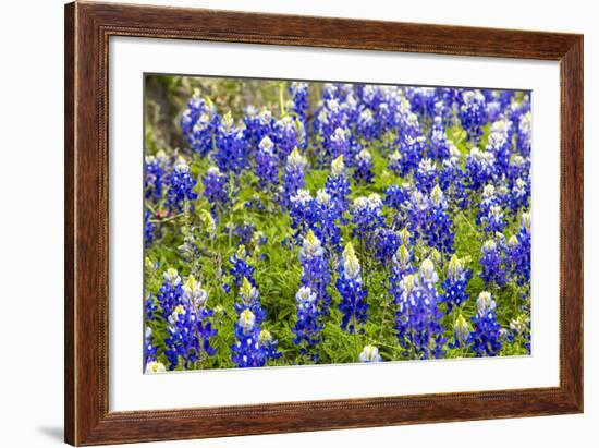 Bluebonnet Wildflowers Near Willow City, Texas, USA-Chuck Haney-Framed Photographic Print