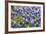 Bluebonnet Wildflowers Near Willow City, Texas, USA-Chuck Haney-Framed Photographic Print