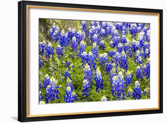 Bluebonnet Wildflowers Near Willow City, Texas, USA-Chuck Haney-Framed Photographic Print