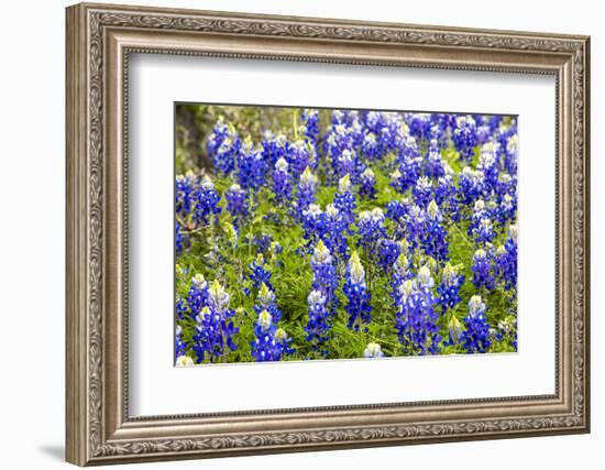 Bluebonnet Wildflowers Near Willow City, Texas, USA-Chuck Haney-Framed Photographic Print