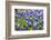 Bluebonnet Wildflowers Near Willow City, Texas, USA-Chuck Haney-Framed Photographic Print