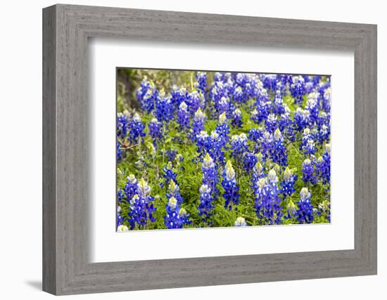 Bluebonnet Wildflowers Near Willow City, Texas, USA-Chuck Haney-Framed Photographic Print