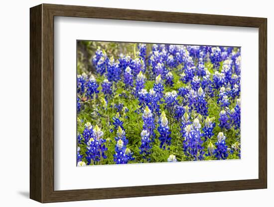 Bluebonnet Wildflowers Near Willow City, Texas, USA-Chuck Haney-Framed Photographic Print