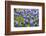 Bluebonnet Wildflowers Near Willow City, Texas, USA-Chuck Haney-Framed Photographic Print