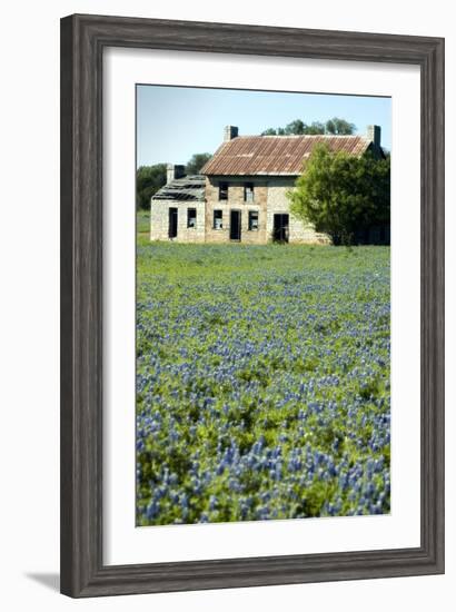 Bluebonnets 3-John Gusky-Framed Photographic Print