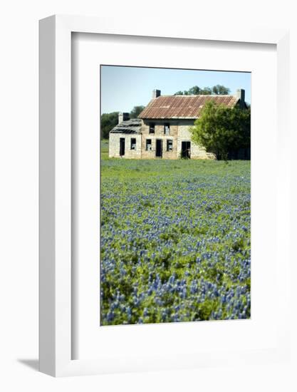 Bluebonnets 3-John Gusky-Framed Photographic Print