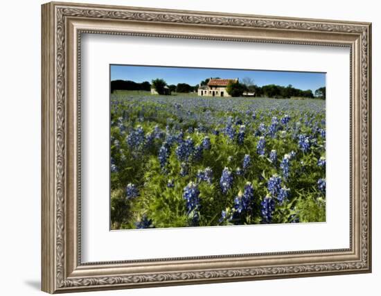 Bluebonnets 6-John Gusky-Framed Photographic Print