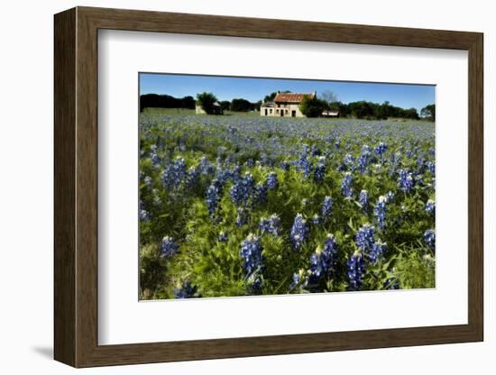 Bluebonnets 6-John Gusky-Framed Photographic Print