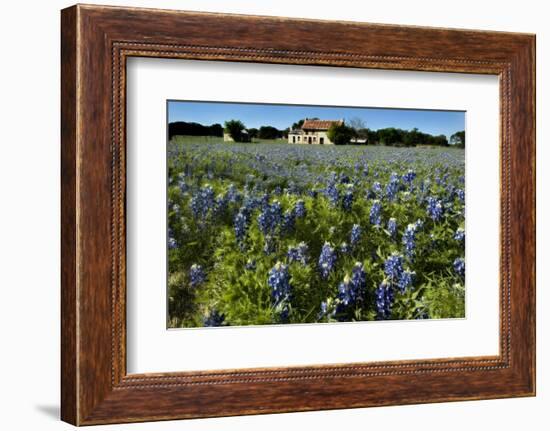 Bluebonnets 6-John Gusky-Framed Photographic Print