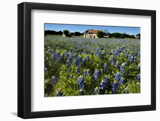 Bluebonnets 6-John Gusky-Framed Photographic Print