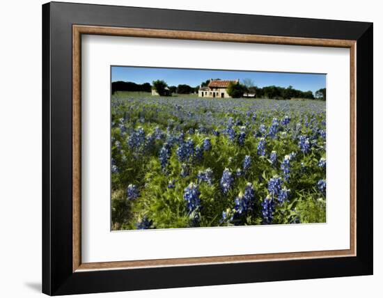 Bluebonnets 6-John Gusky-Framed Photographic Print