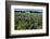 Bluebonnets 6-John Gusky-Framed Photographic Print