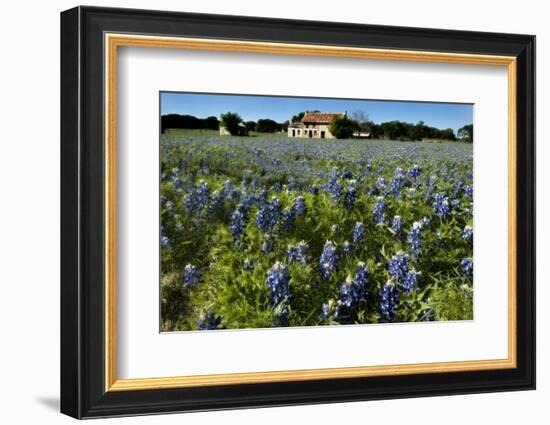 Bluebonnets 6-John Gusky-Framed Photographic Print