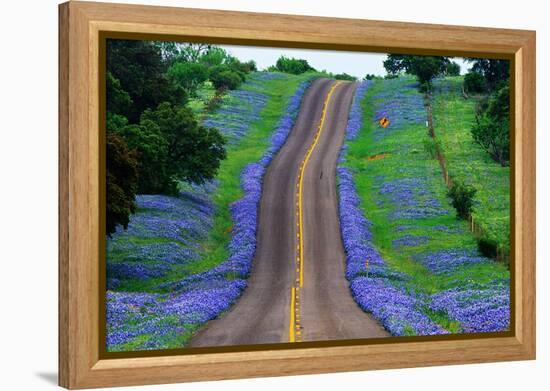 Bluebonnets Along a Highway-Darrell Gulin-Framed Premier Image Canvas